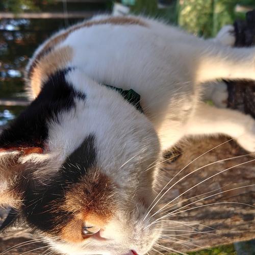 Photo #4829307