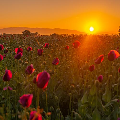 Sunrise