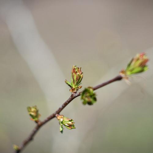 Photo #4830556