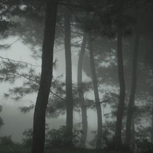 Foggy forest