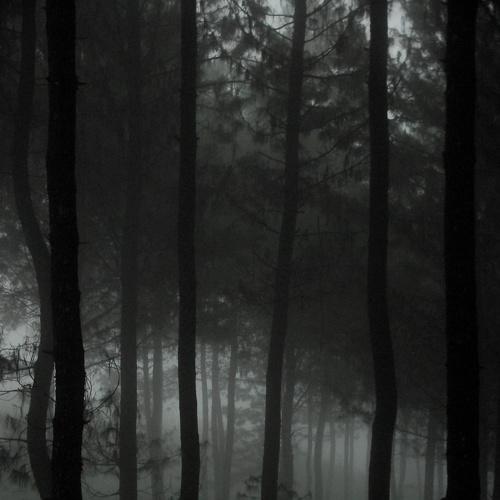Foggy forest
