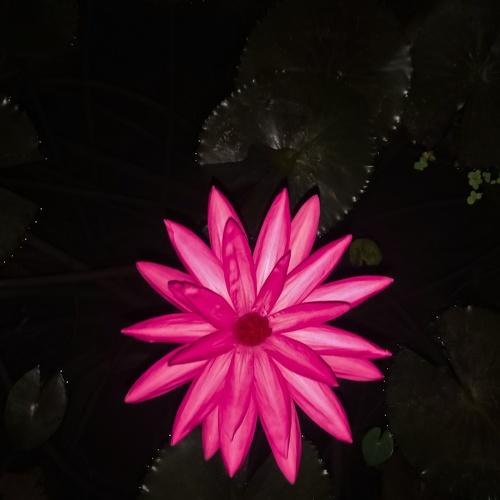Water Lily at Night