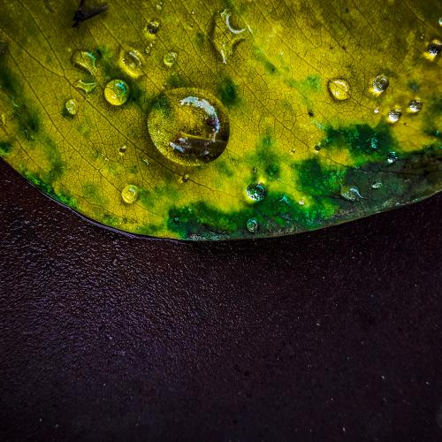 There is an eternal love between the water drop and the leaf