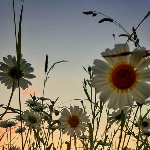 Photo #4834353