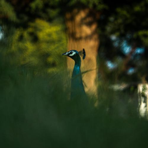 Photo #4835372