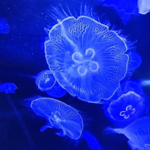 Veins of Ocean