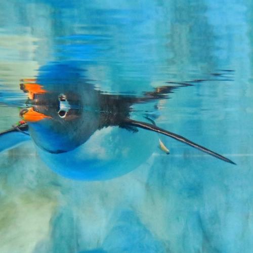 Floating Penguin and Its Illusion