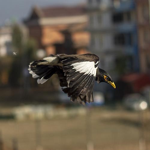 Freedom of Bird.