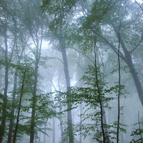 Photo #4839767