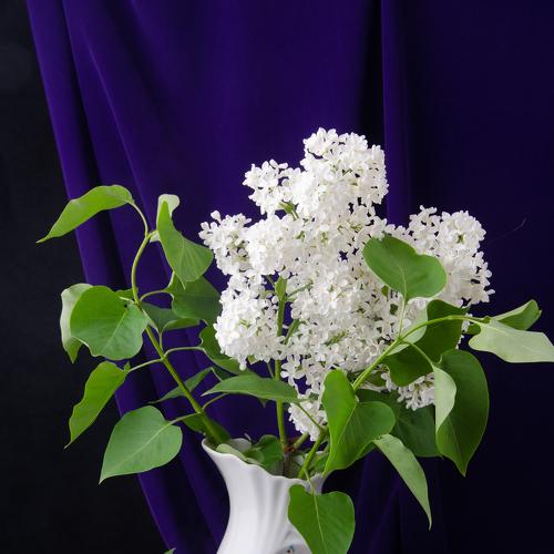 Photo #4839829