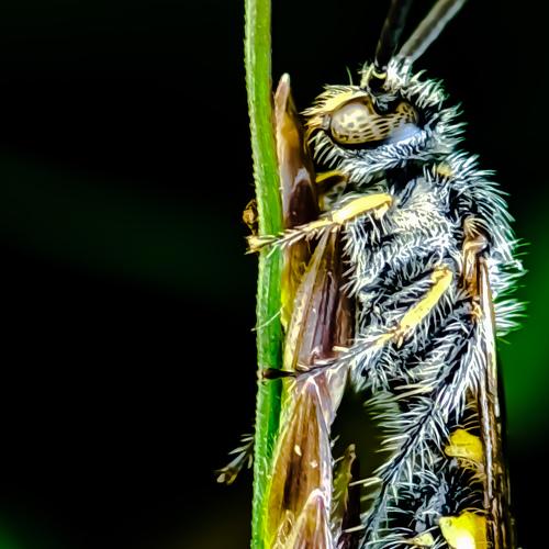 Long Bodied Wasp