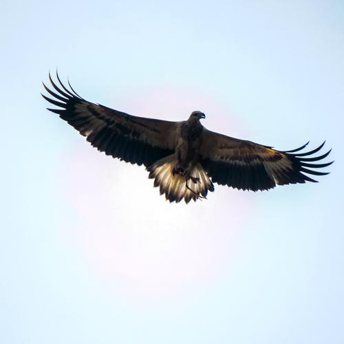 Freedom