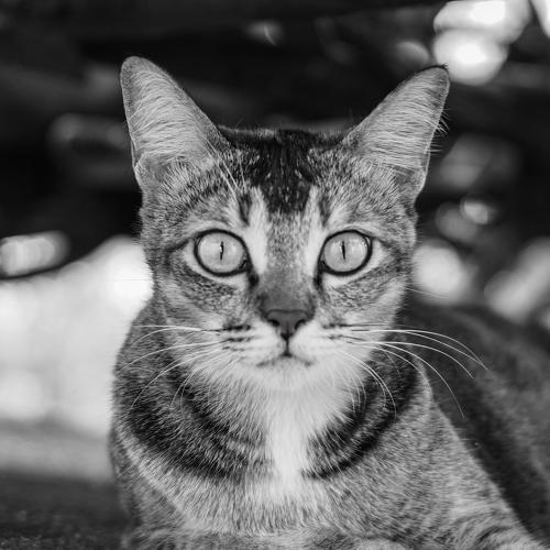 Lovely stray cat