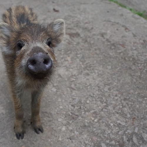 Photo #4841109