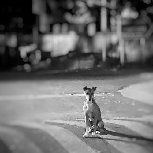 A dog's day