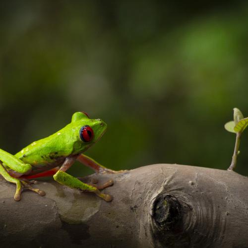 Red-eyed treefrog