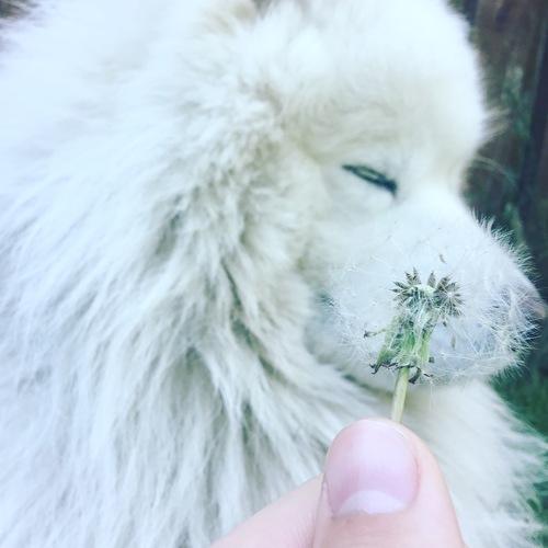 Dog and dandelion