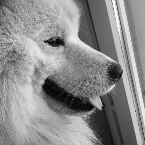 Favorite dog