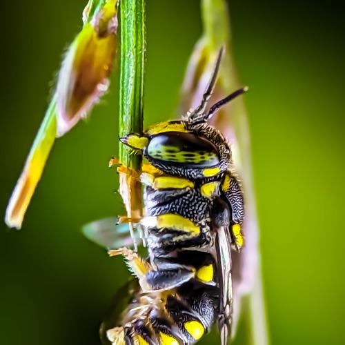 Small Wasp
