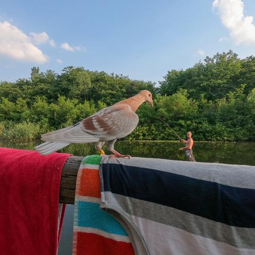 Colorful pigeon
