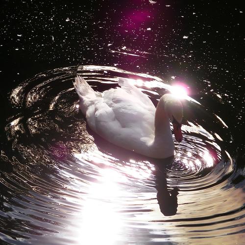Photo #4843043