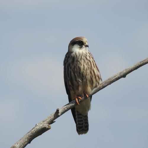 Photo #4843320