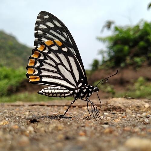 Photo #4843505