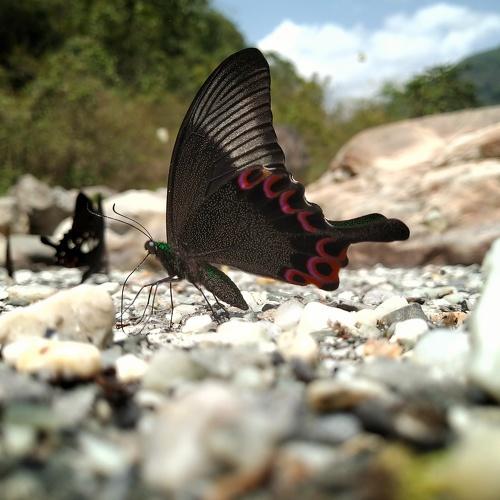 Photo #4843508