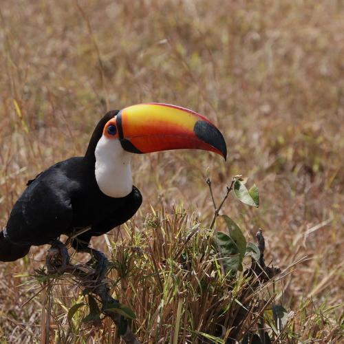Tucano