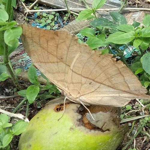 Photo #4845119