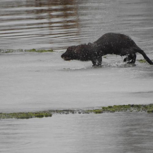 Photo #4845172