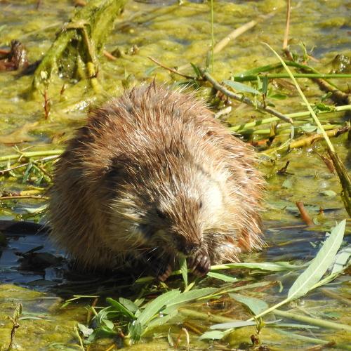 Photo #4845178
