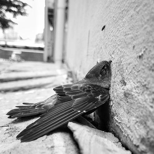 Tired Bird