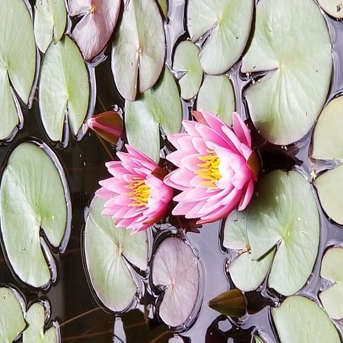 Photo #4845636