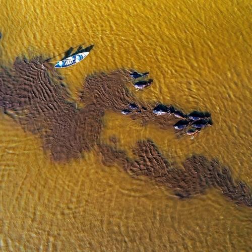 buffalo under water