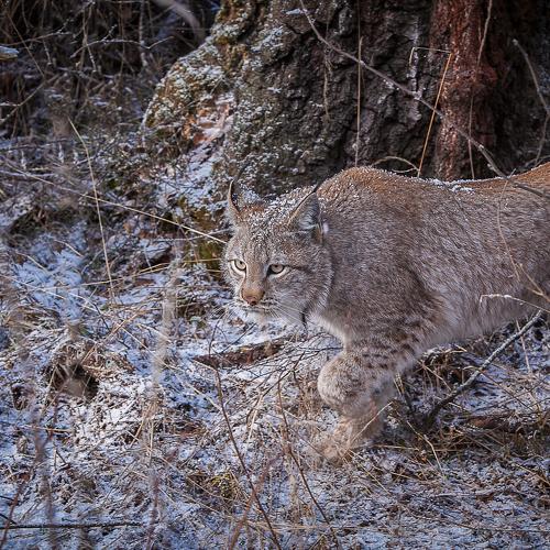 Photo #4846407
