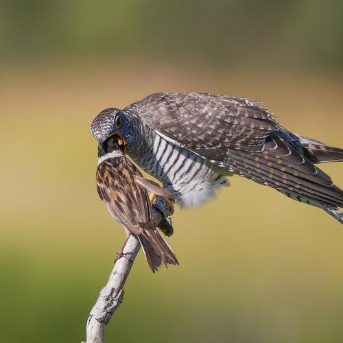 Photo #4846659