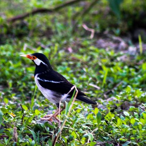 Pied myna