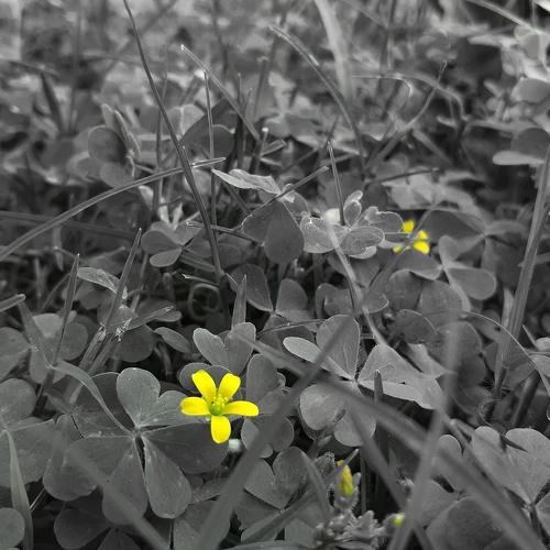 হলুদে জীবন