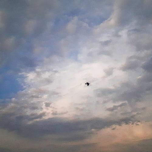 উড়াল
