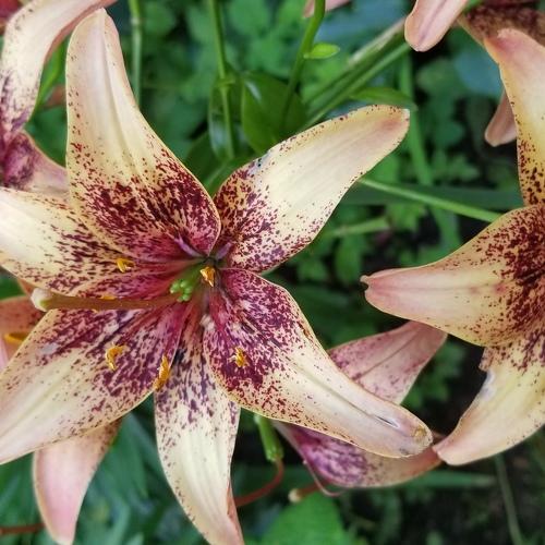 Photo #4848438