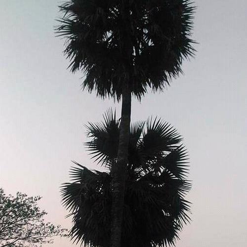 Photo #4848585