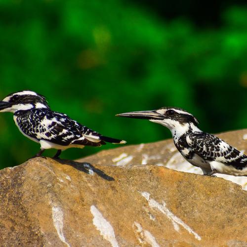 Pied Kingfisher couple Romancing on a nice spring Day!