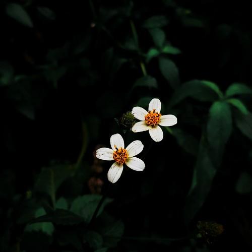 Spanish Needle ( scientific name - Bidens alba) flowers