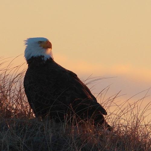 Photo #4850694