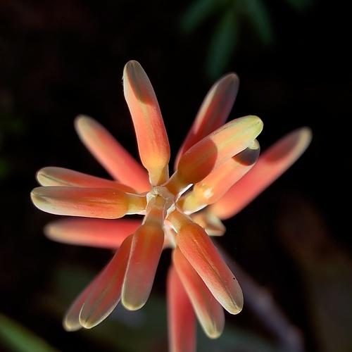 Photo #4850988
