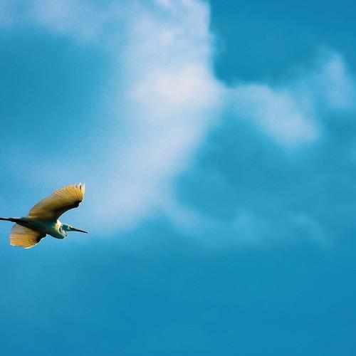 Let's glide full speed ahead for mission Catch Fish! - Snowy Egret