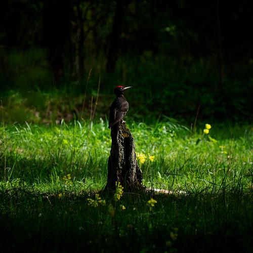 Photo #4851976