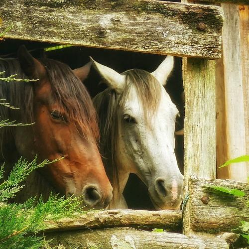 Photo #4852084