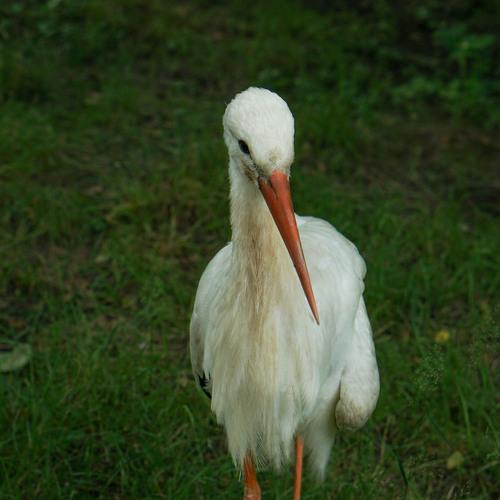Photo #4852406